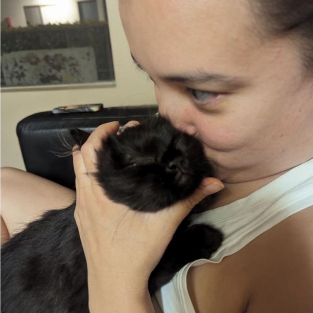 MEET FELIX 🐈‍⬛ - Picture 3 of 12